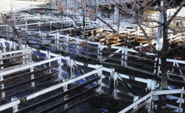 El mercado de hacienda cierra mixta por disparidad en calidad de animales