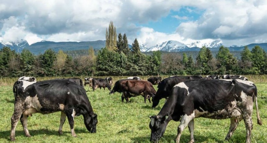 Los productores lecheros rechazan el 'desacople' en el mercado