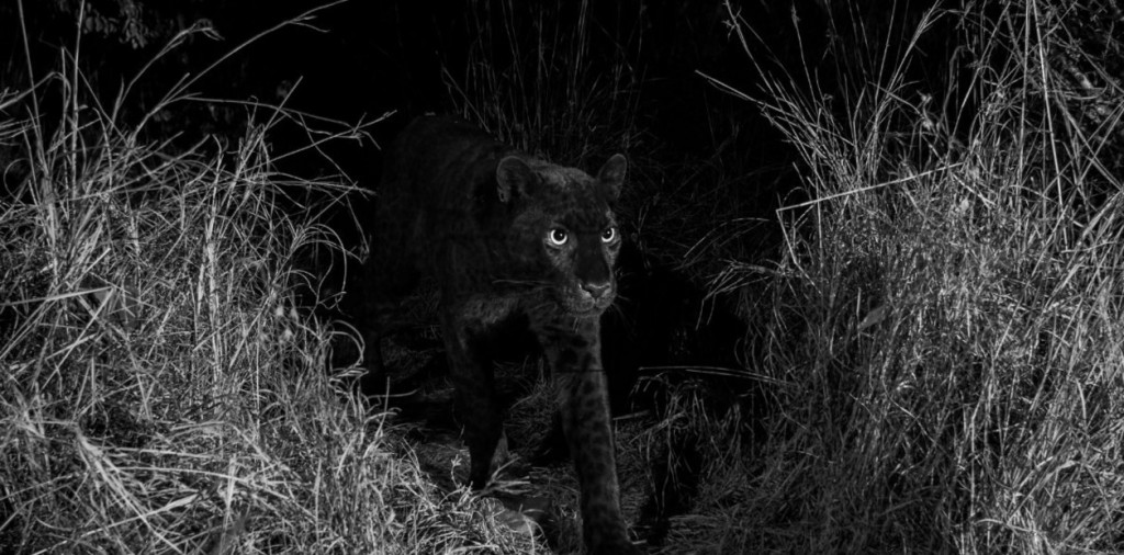 Leopardo negro fotografiado por primera vez