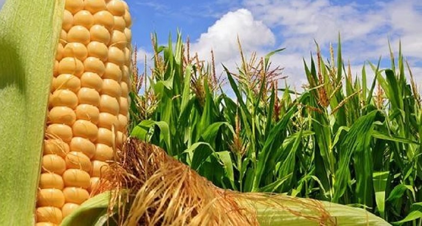 Argentina el segundo exportador mundial de maíz