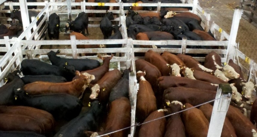 Liniers finalizó con subas de 84,621 pesos por kilo