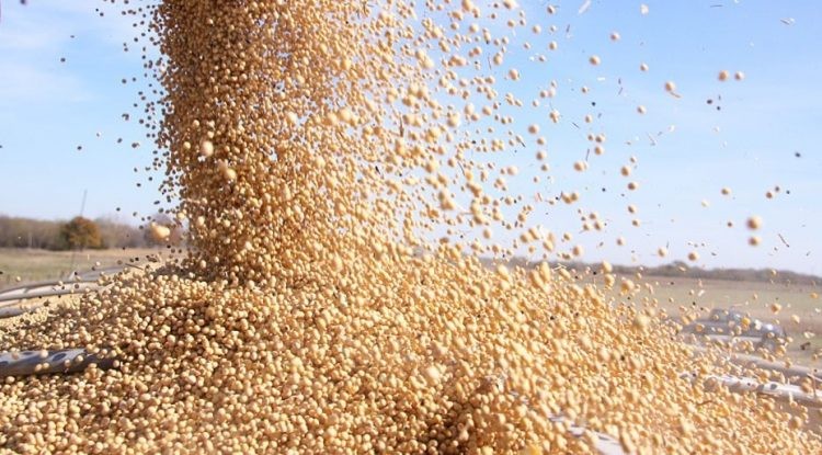 La soja bajó 1,3% en el Mercado de Chicago