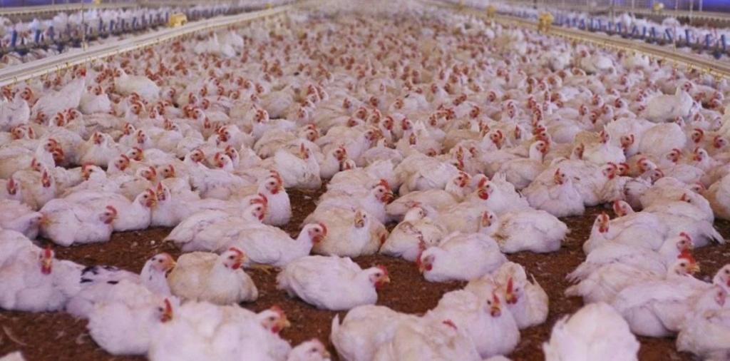 Anuncian el segundo caso de gripe aviar en Argentina