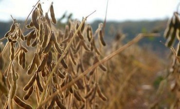 Publicaron el precio promedio para el pago de soja a productores del norte