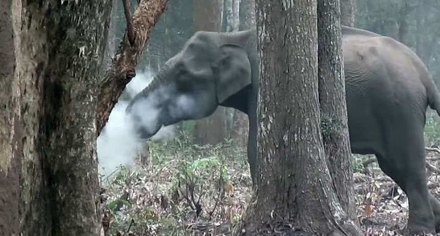 Un elefante fue grabado fumando