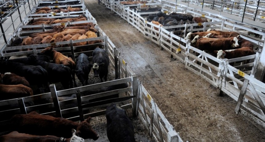 Ingresaron 686 animales en el Mercado de Liniers