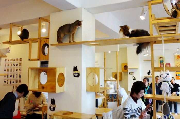Argentina tiene el único bar de gatos