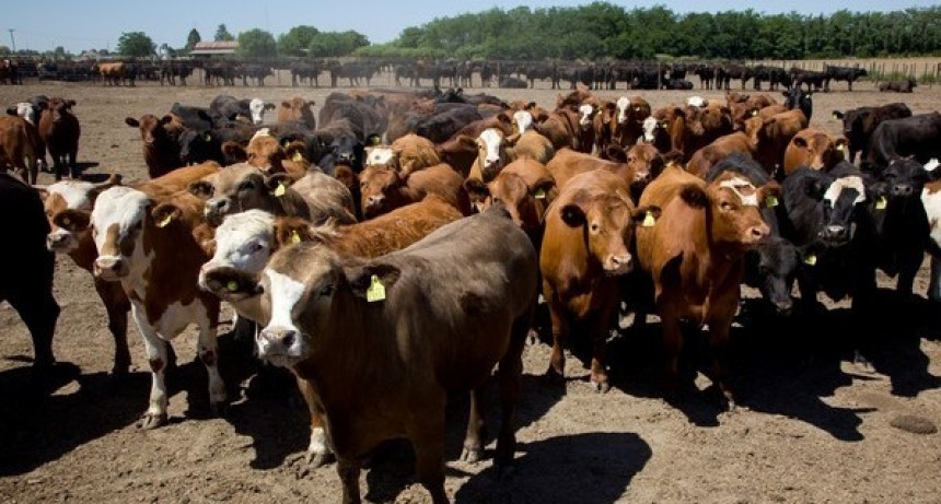 Lanzaron una plataforma para vender hacienda para faena