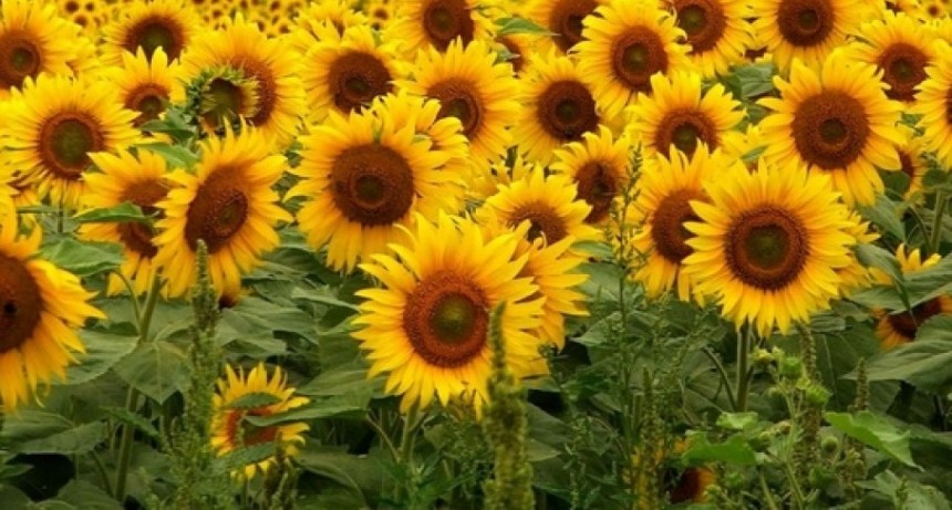 Se abren el negocio del girasol en Argentina