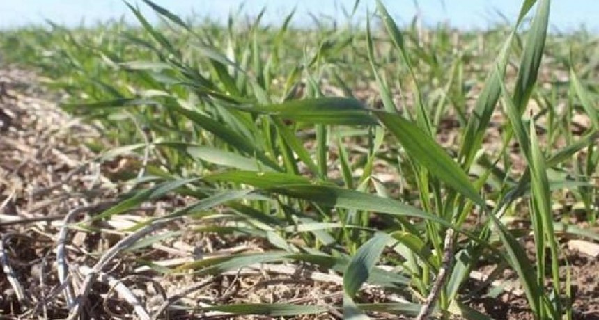La siembra del trigo, que ya supera el 70% del área proyectada