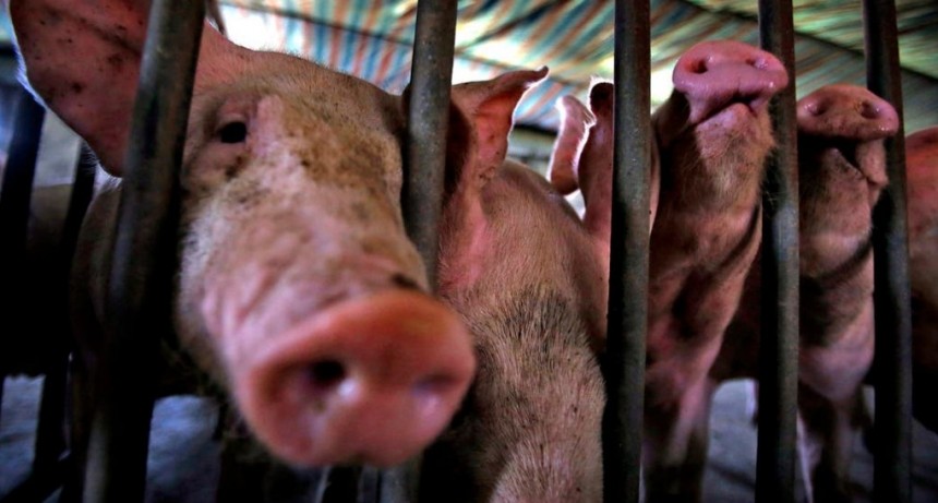 China: Científicos indican que hay un nuevo virus respiratorio