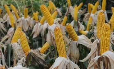 La cosecha de maíz progresa con rindes mayores a los esperados