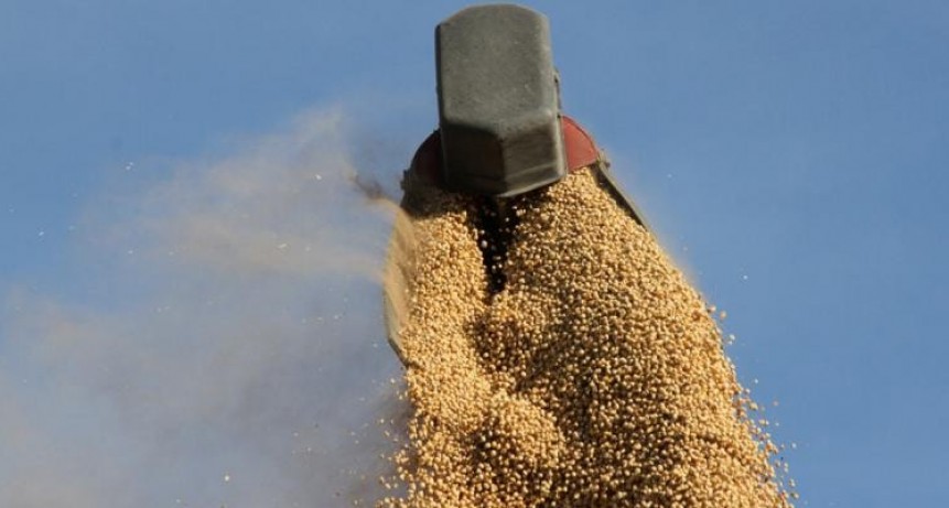 La Soja cierra con precios estables en mercado argentino