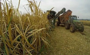 El ingenio Ledesma alcanzó una producción récord de caña