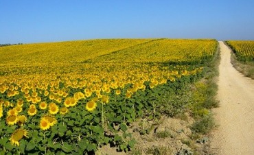 Avanza a buen ritmo la siembra de girasol