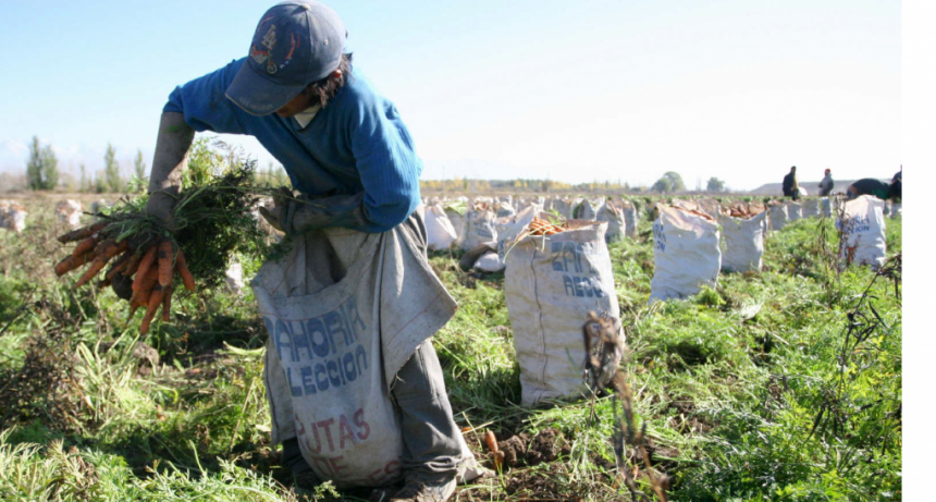 Por falta de mano de obra evita la cosecha de frutas y hortalizas