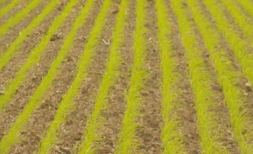 En Entre Ríos cayó un 10% la intención de siembra de arroz