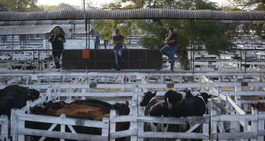  El Mercado de Liniers cerro con la venta de  462 vacunos